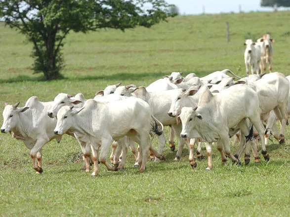 Prazo para atualização obrigatória de rebanhos no Estado começa em 1º de maio
