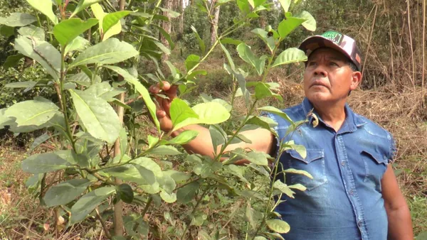 Cultivo da erva-mate, no Paraná, é reconhecido como SIPAM pela ONU
