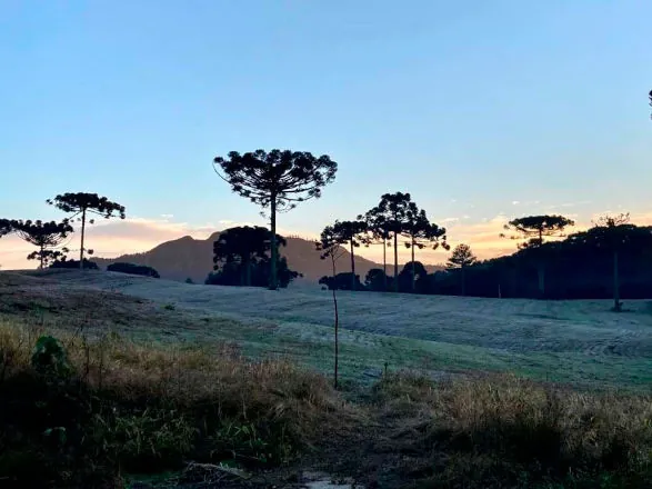 Onda de frio no campo: IDR-Paraná reforça cuidados em culturas mais sensíveis