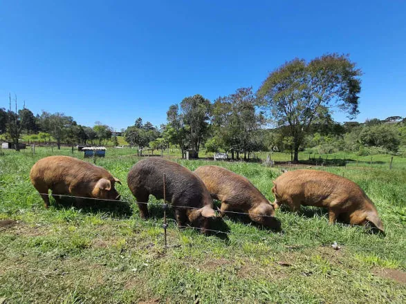 Adapar publica portaria com normas de biosseguridade para criações de suínos ao ar livre