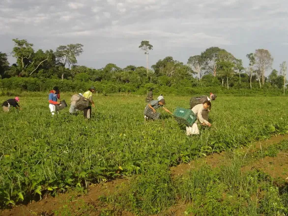 CMN reduz para R$ 200 mil limite de enquadramento no Proagro