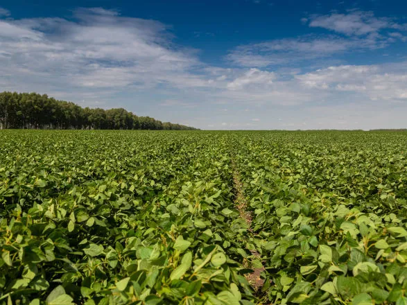 Sicredi Dexis orienta produtores a preparar propostas de investimento e antecipar custeio da safra