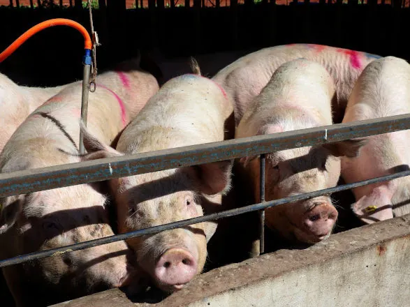 Paraná bate recorde de produção de carne de frango, suína e bovina no 1º trimestre de 2025