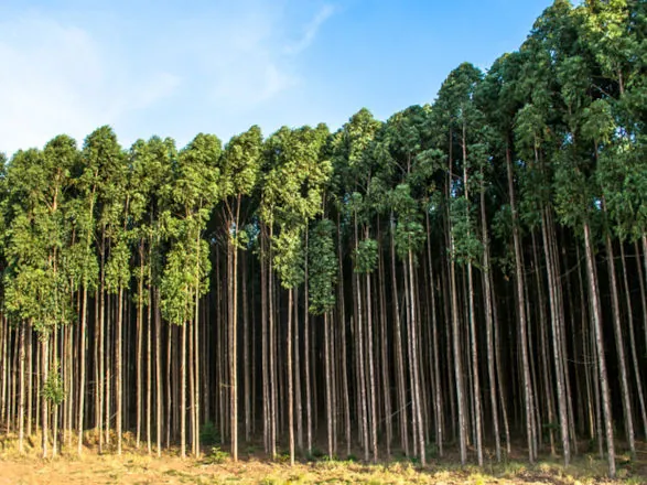 Agro exporta US$ 14,9 bi em maio e reforça tendência de diversificação da pauta exportadora
