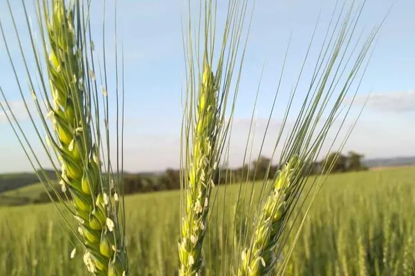 51ª Expoleite inaugura área demonstrativa com cultivares de inverno e maquinários agrícolas