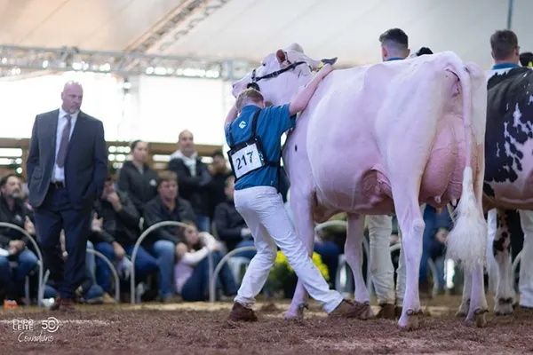Julgamento da Raça Holandesa reúne quase 300 animais na Expoleite