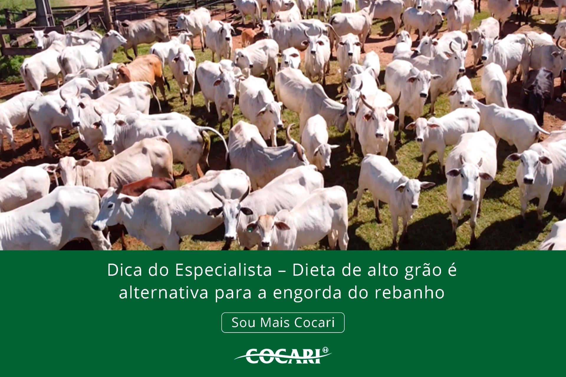 cocari