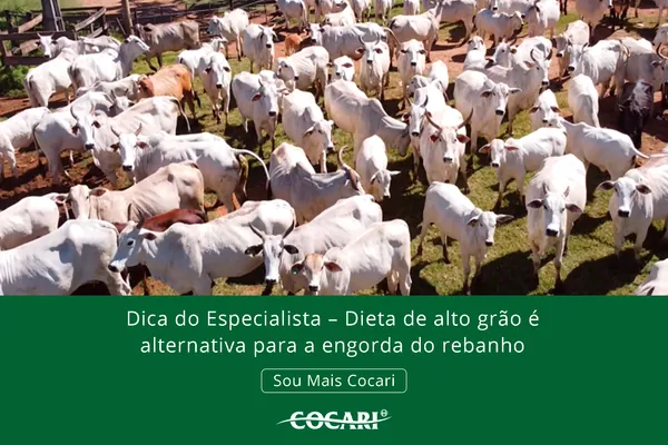 Dica Cocari – Dieta de alto grão é alternativa para a engorda do rebanho