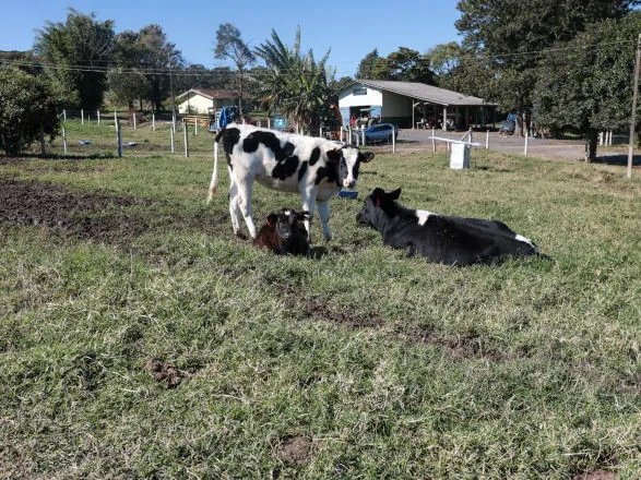 Paraná registrou crescimento na bovinocultura de corte e de leite em 2024