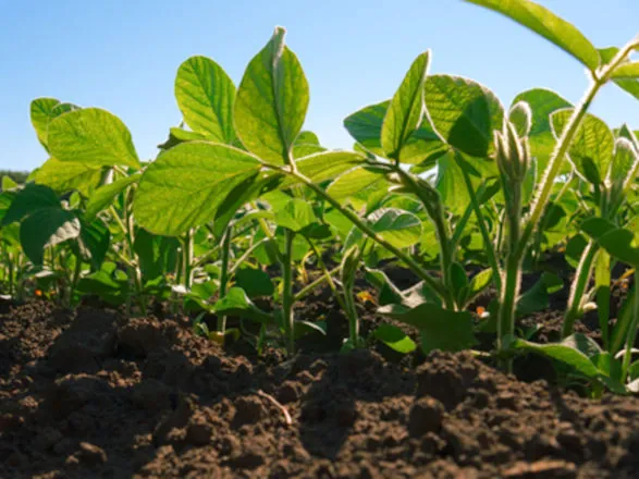 Mapa regulamenta classificação de áreas agrícolas por nível de manejo no Zarc