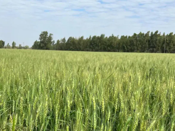 Trigo chama atenção em Querência do Norte (PR)