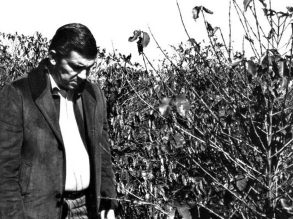 Há 50 anos, geada negra marcava fim de um ciclo e diversificação da economia do Paraná