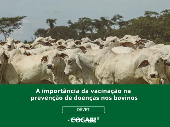 Cocari destaca a importância da vacinação na prevenção de doenças nos bovinos