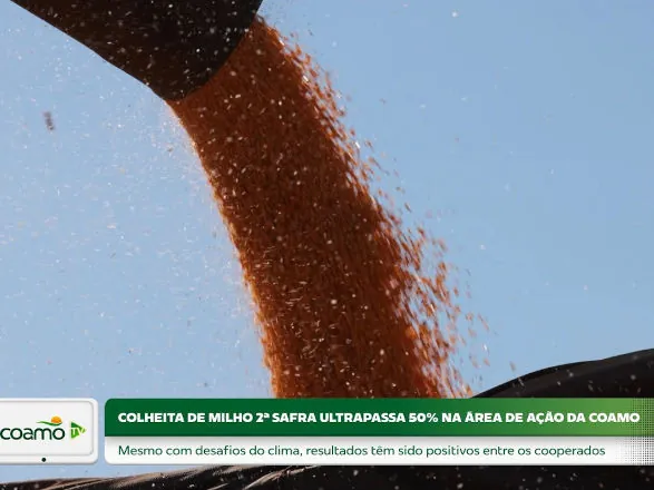 Colheita do milho 2ª safra ultrapassa 50% na área de ação da Coamo