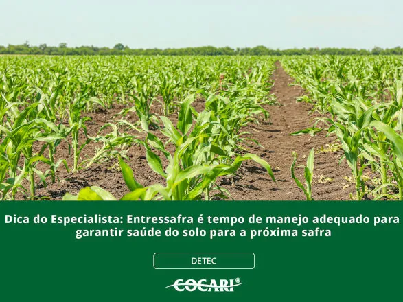Entressafra é tempo de manejo adequado para garantir saúde do solo para a próxima safra
