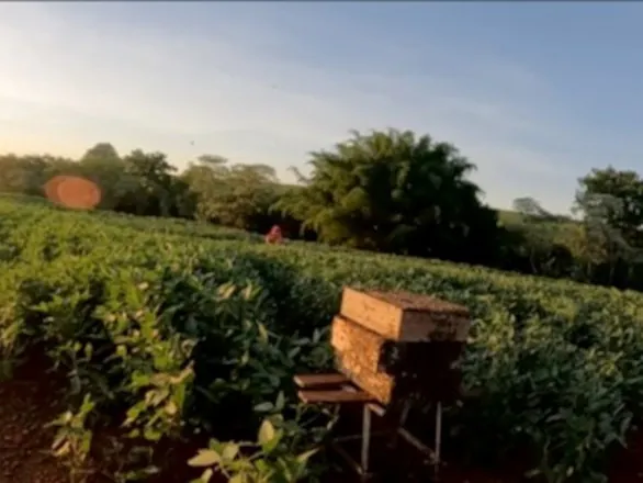 Polinização animal contribui para 12,6% da produção agrícola do Paraná, aponta IBGE