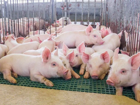 Suinocultura brasileira segue em expansão e valorização do consumo interno