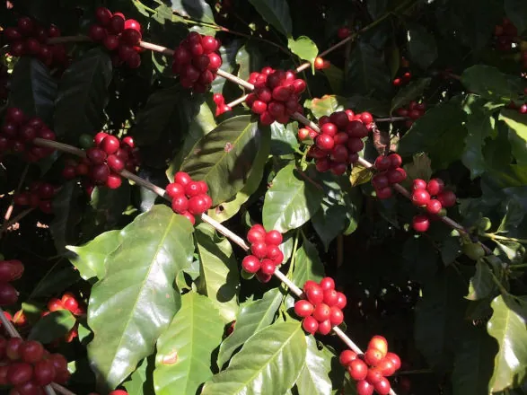 Capal: colheita do café chega a 85% com boa produtividade média, apesar dos desafios climáticos