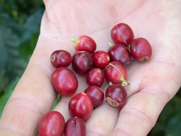 China habilita 183 empresas brasileiras a exportar café para o país