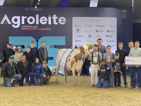 Eleita grande campeã do gado holandês Vermelha e Branca na 25ª Agroleite 