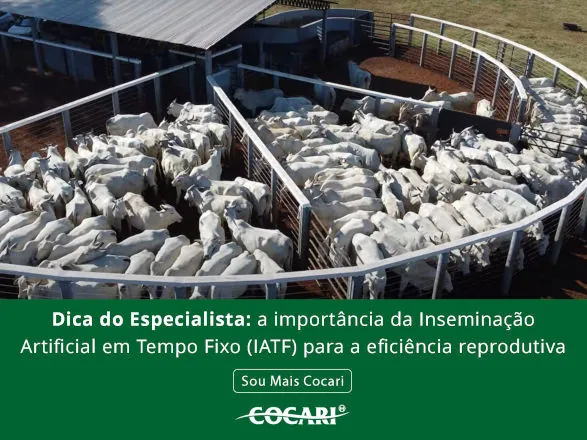Dica do Especialista: a importância da Inseminação Artificial em Tempo Fixo (IATF) para a eficiência reprodutiva 