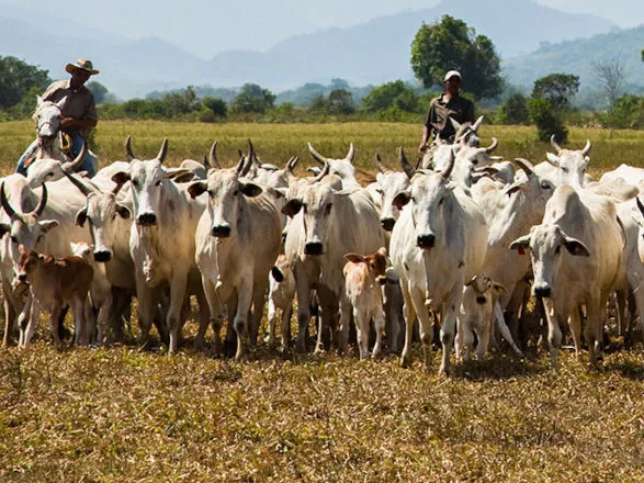 Abate de animais, produção de ovos e aquisição de leite crescem no 2º trimestre