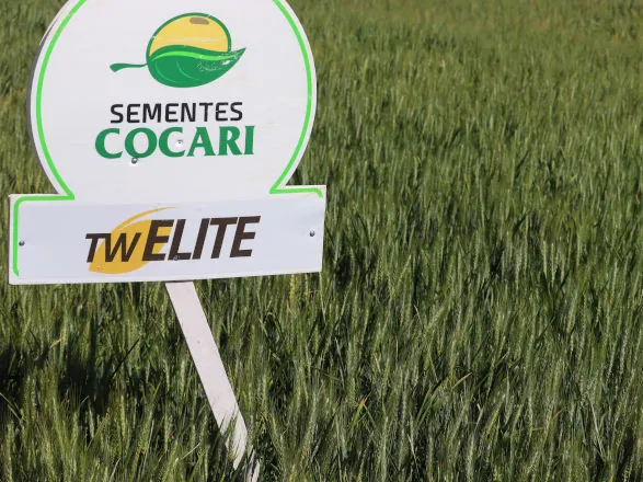 TW Elite, a cultivar de trigo exclusiva da Cocari Sementes, mostra desempenho superior e anima produtores