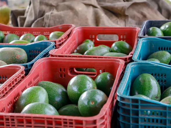 Produção de abacate cresce 91% no Paraná, com Apucarana à frente, aponta boletim