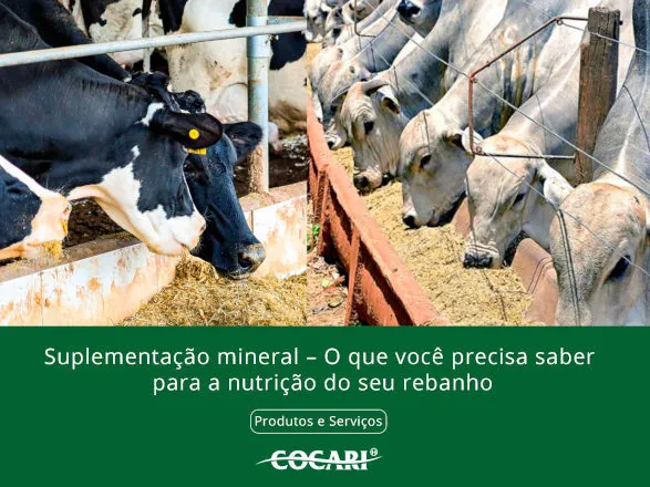 Suplementação mineral – O que o produtor precisa saber sobre a nutrição do rebanho