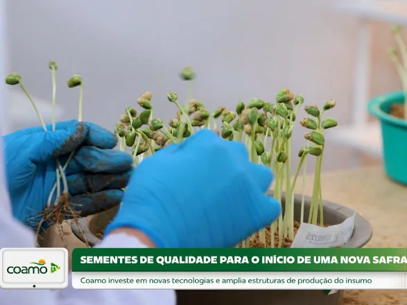 Reportagem destaca o trabalho de produção de sementes da Coamo