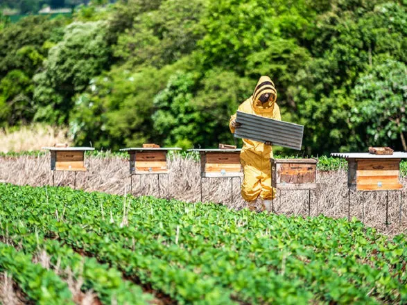 Cartilha que promove boas práticas para produção integrada de soja e mel é lançada 