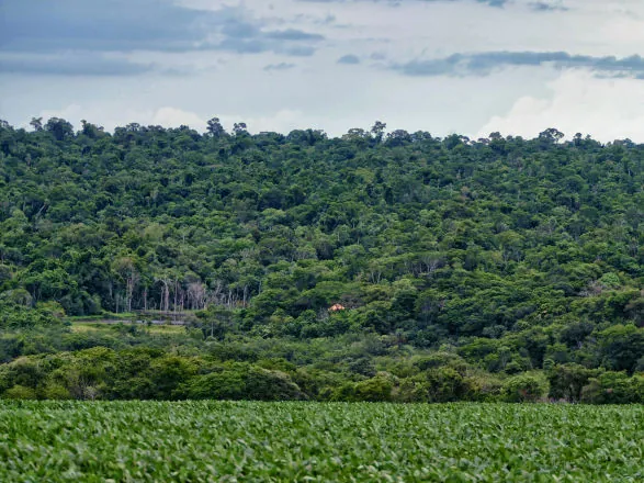 Ranking de Competitividade dos Estados: Paraná lidera combate ao desmatamento e reciclagem