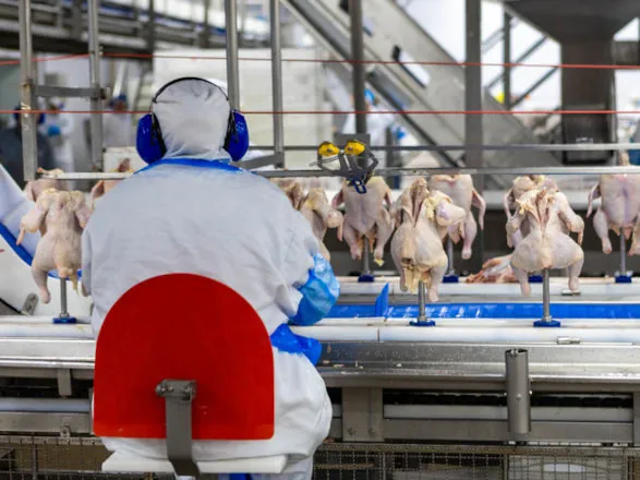Avicultura brasileira já exportou mais de US$ 5,4 bilhões em 2025