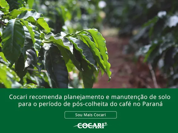 Cocari recomenda planejamento e manutenção de solo para o período de pós-colheita do café no Paraná