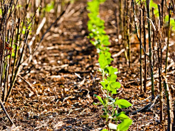 Abertas inscrições para Congresso Paranaense de Agricultura de Baixa Emissão de Carbono