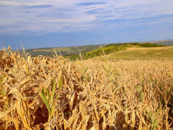 Seca recua no Oeste e Noroeste do Paraná e se agrava no Norte e RMC, diz monitor da Ana