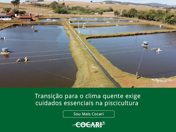 Transição para o clima quente exige cuidados essenciais na piscicultura  