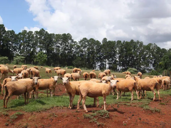 Portaria da Adapar estabelece vacinação de herbívoros contra raiva em 30 cidades do Oeste