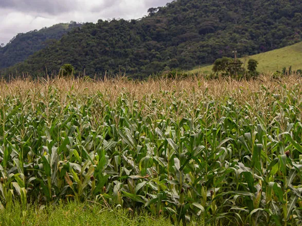 Estimativa de setembro aponta safra recorde de 341,9 milhões de toneladas em 2025