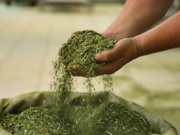 Crescimento da produção de erva-mate do Paraná supera outros estados do Sul