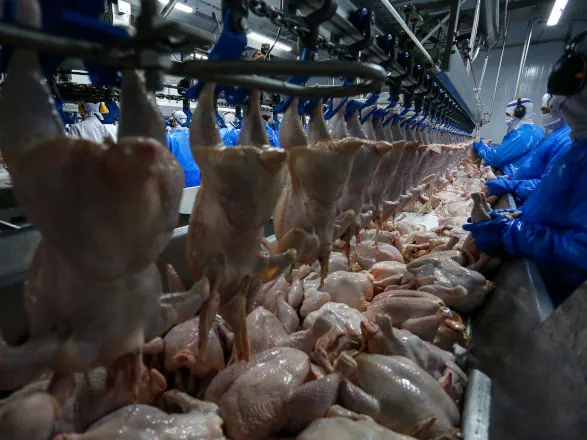 Retomada das exportações de frango para a Malásia terá reflexo positivo no Paraná