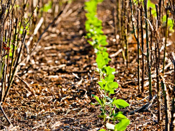 Brasil avança com produção de soja baixo carbono e sistemas de produção mais resilientes às mudanças climáticas 