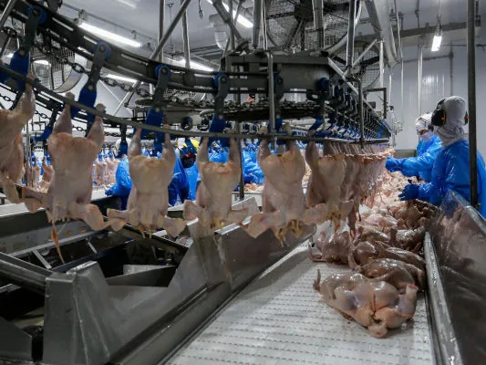 China vai voltar a comprar carne de frango do Brasil; suspensão do embargo foi anunciada sexta-feira