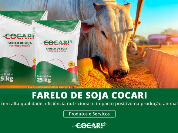 cocari 11 11 2025