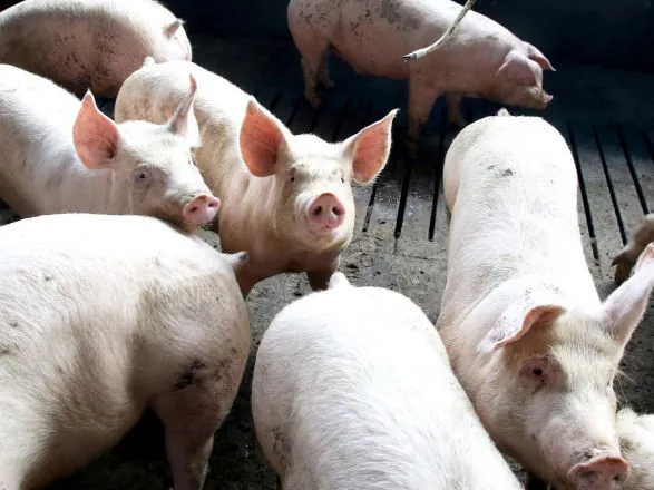 Exportação de carne suína do Paraná cresce 7,9% em 2025 e atinge maior volume da história