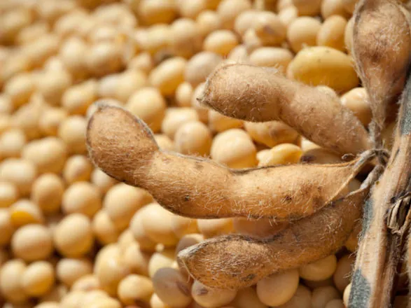 Exportações do agronegócio somam US$ 15,49 bilhões em outubro e registram recorde para o mês