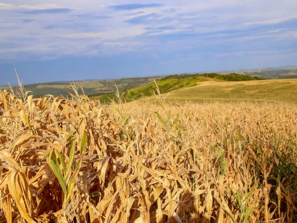 Monitor de Secas: Campos Gerais, Norte Pioneiro e Leste tiveram pouca chuva em outubro