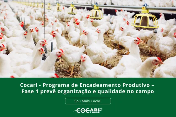 Cocari - Programa de Encadeamento Produtivo – Fase 1 prevê organização e qualidade no campo