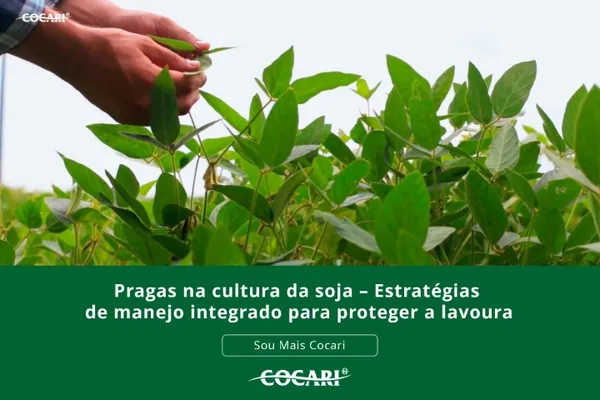 Pragas na cultura da soja – estratégias de manejo integrado para proteger a lavoura