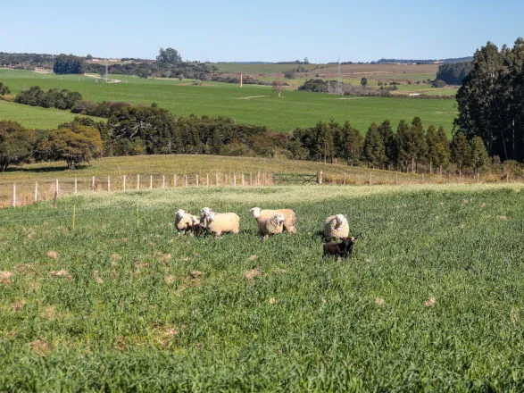 Ratinho Junior sanciona lei que prevê aumento do investimento em conectividade rural